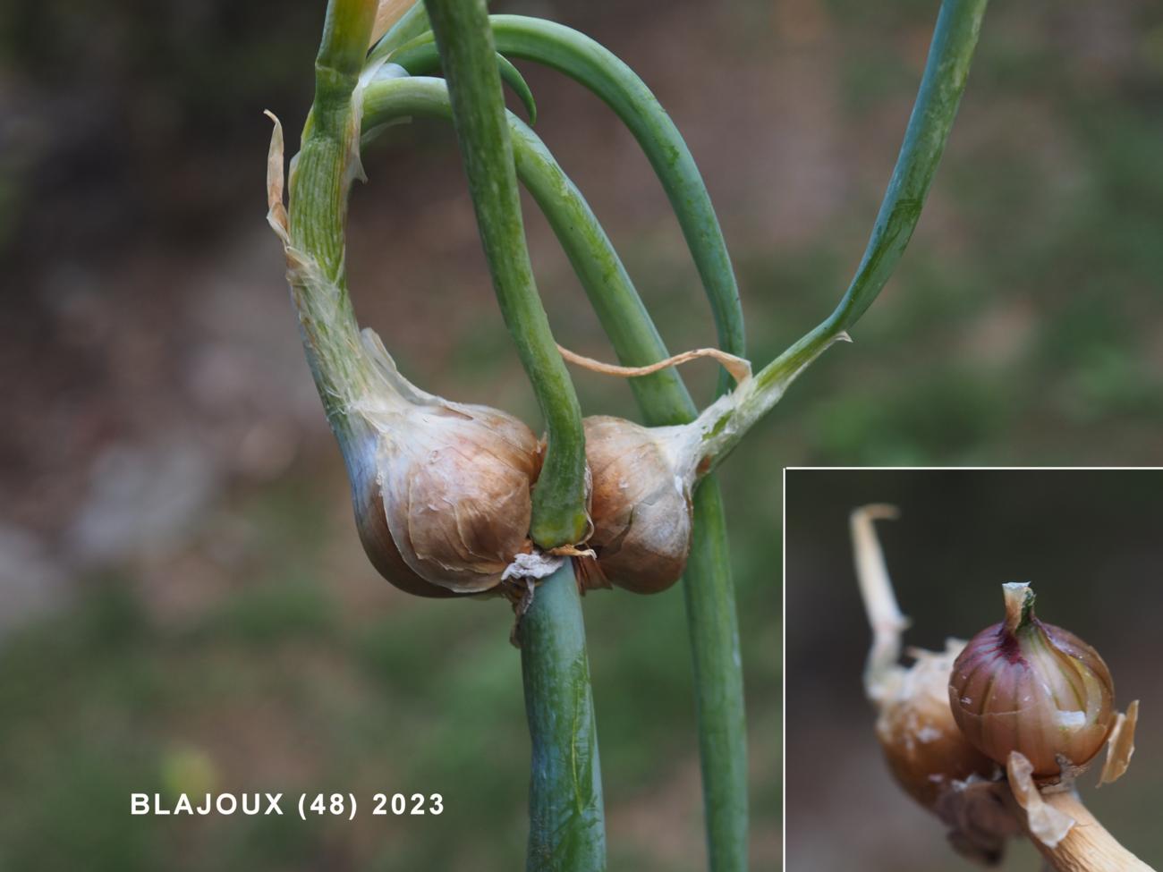 Onion, Tree fruit